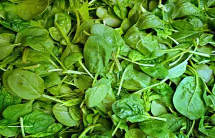 Spinach Is Best Foods For Your Healthy Weight Journey